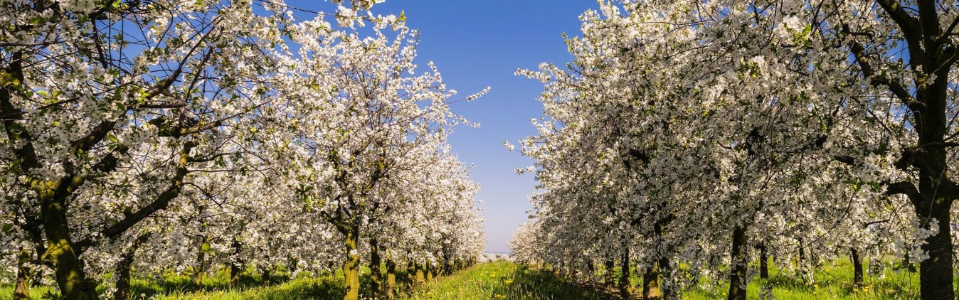 Сердечно-сосудистая система
