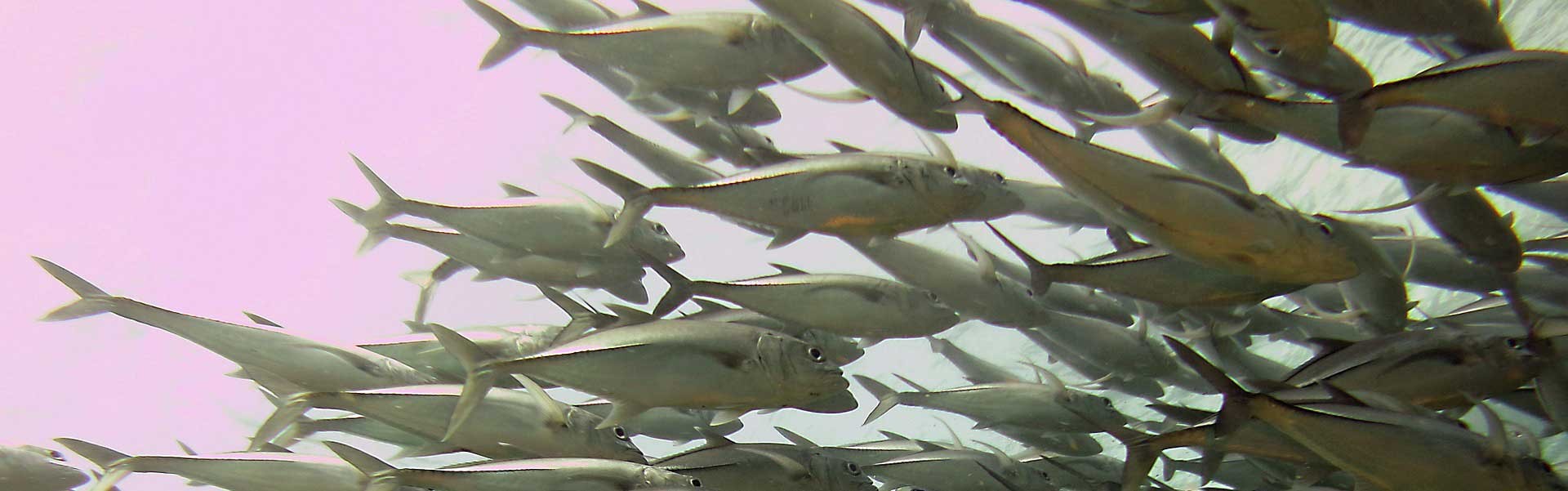 ACIDES GRAS ESSENTIELS (A.G.E.)
